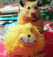 /album/photogallery/hamsters-gif1/